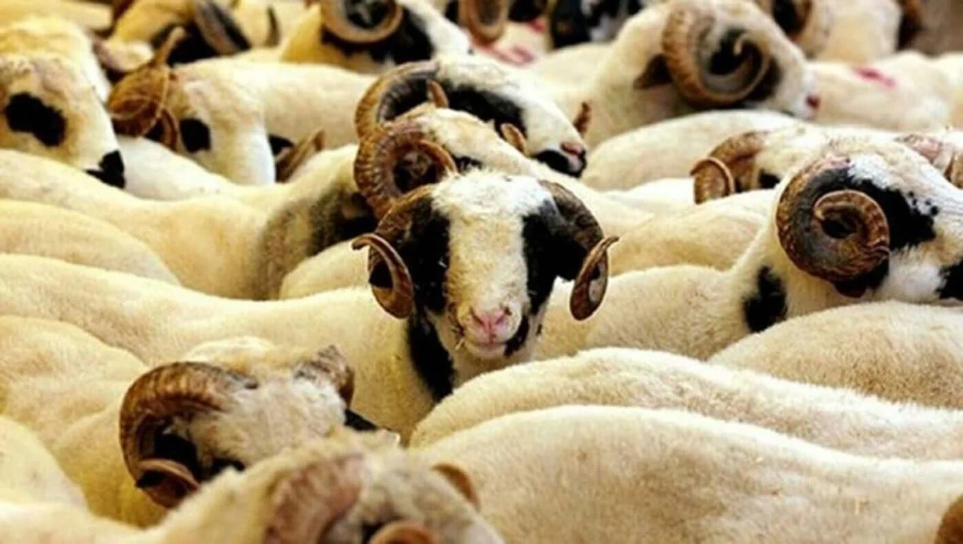 Afyon Kurbanlık Hisse | Afyon Adaklık| Akika Kurbanı | Şükür Kurbanı | Afyon Adaklık Kurban