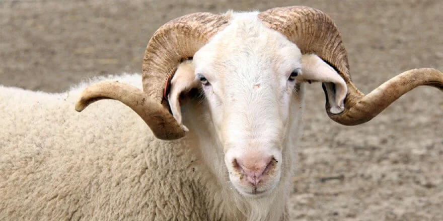 Afyon Kurbanlık Hisse | Afyon Adaklık| Akika Kurbanı | Şükür Kurbanı | Afyon Adaklık Kurban