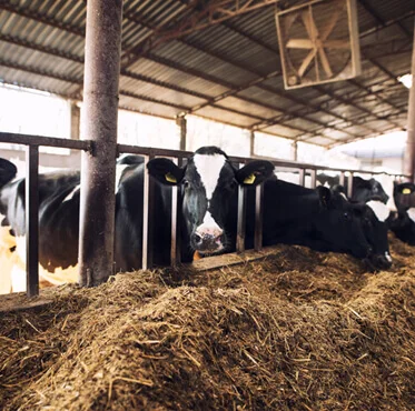 Afyon Kurbanlık Hisse | Afyon Adaklık| Akika Kurbanı | Şükür Kurbanı | Afyon Adaklık Kurban